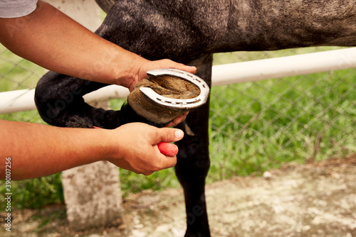Photography cleaning the horseshoe close up. farrier clearing hoofs.