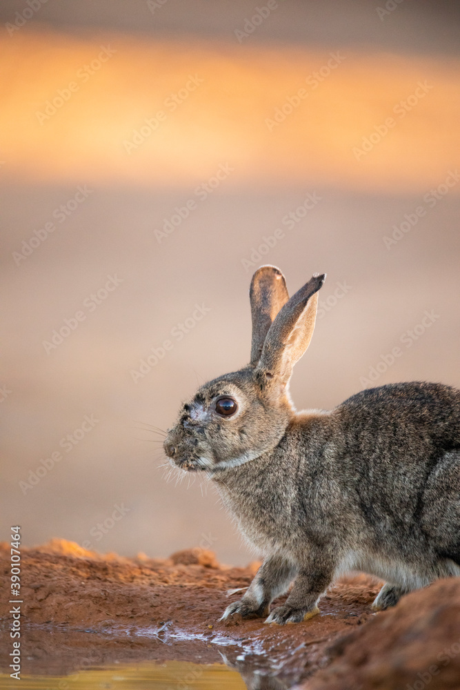 European rabbit (Oryctolagus cuniculus) European rabbit (Oryctolagus cuniculus)