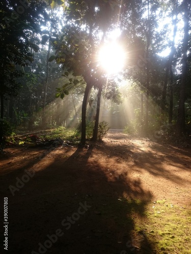 Beautiful scenarios, plants, sunlights,beach,sea shore