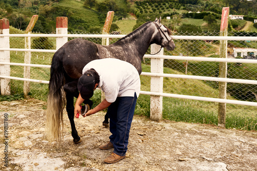 cleaning the horseshoe close up. farrier clearing hoofs.
