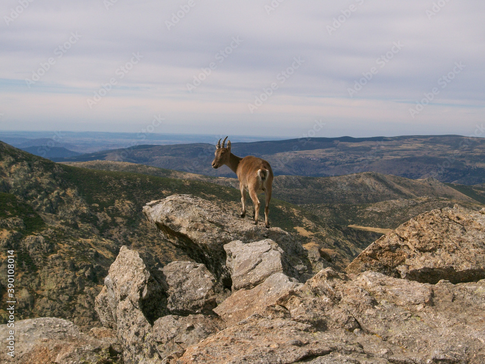 A mountain goat in the Sierra de Gredos. Avila. Castile and Leon. Spain A mountain goat in the Sierra de Gredos. Avila. Castile and Leon. Spain