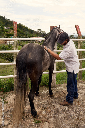 rider puts the bridle of the mount. Preparing the horse for riding. Horseback riding