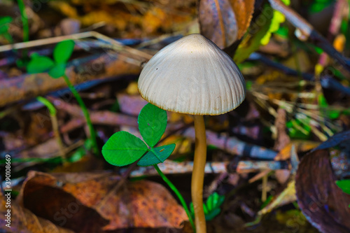 mushroom in the forest