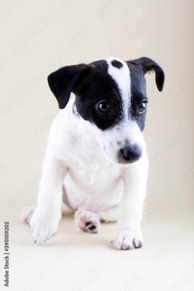 Adorable black and white jack russell terrier puppy sitting on photo studio floor. Selective focus.