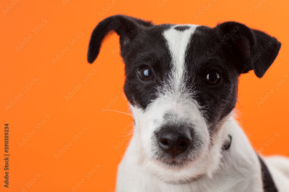 Portrait of cute black and white jack russell wagging her tail and looking at camera. Studio photo on orange background.
