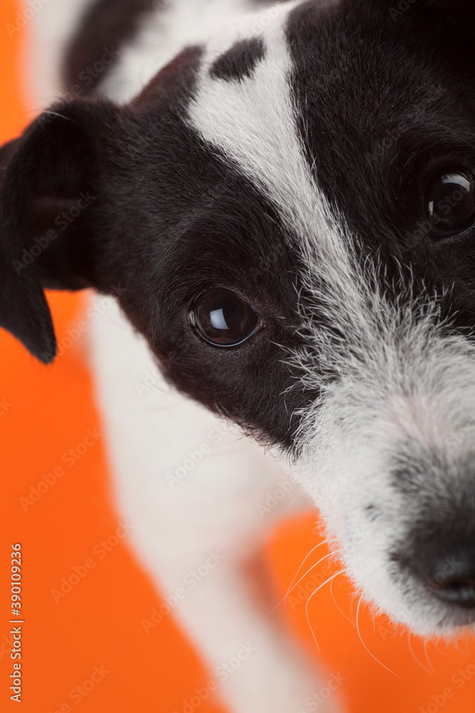 Close up of cute black and white jack russell wagging her tail and looking at camera. Studio photo on orange background. Close up of cute black and white jack russell wagging her tail and looking at camera. Studio photo on orange background.