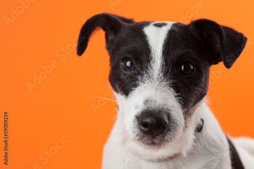 Portrait of cute black and white jack russell wagging her tail and looking at camera. Studio photo on orange background. © Stockis