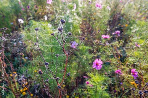 Photography Atmospheric and colorful closeup of an autumn garden with dewy cobwebs