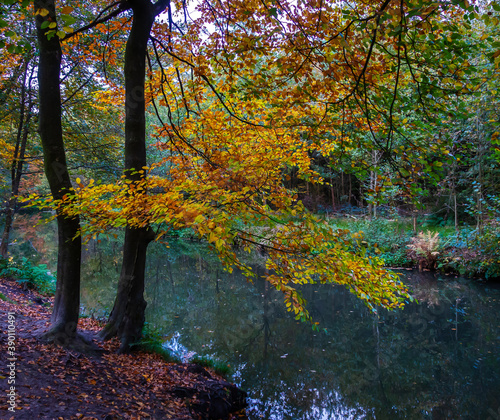 Fototapeta Naklejka Na Ścianę i Meble -  Colorful autumn scene in the forest
