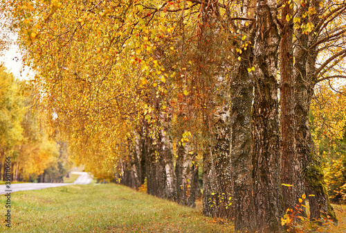 Asphalt road in autumn lane with birch trees. Beautiful nature landscape. Fall season