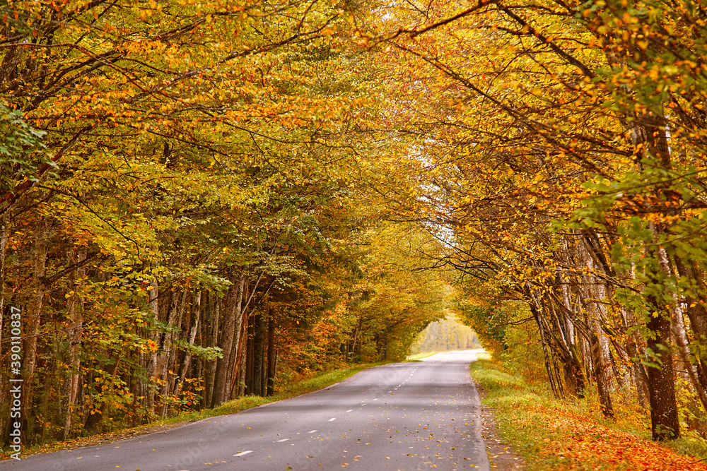 Asphalt road in autumn lane with alder trees tunnel. Beautiful nature landscape. Fall season. Rows of trees lining long empty path.