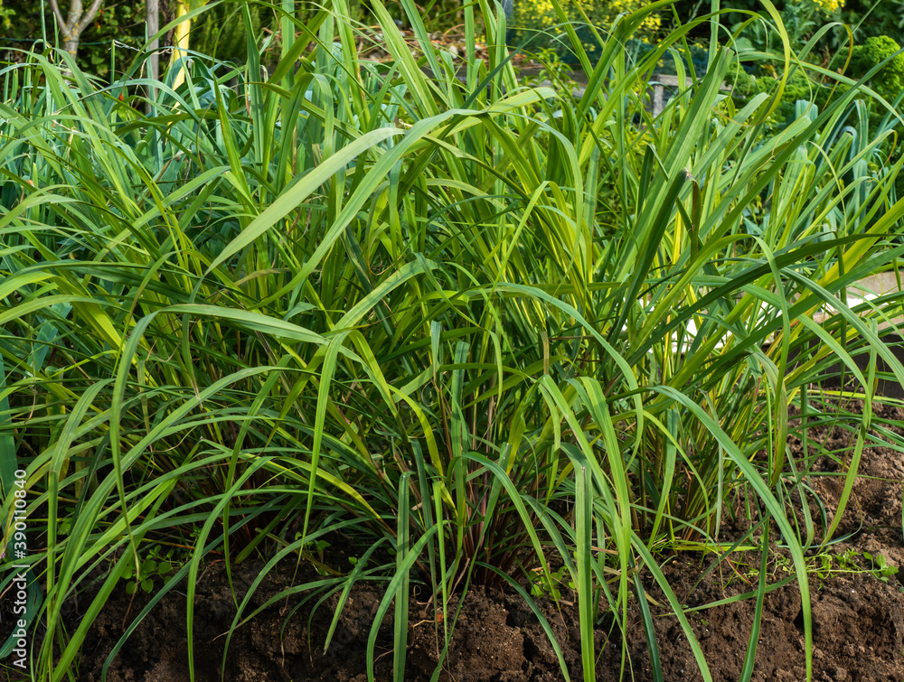 Close up of Lemongrass growing (Cymbopogon citratus)
Close up of Lemongrass growing (Cymbopogon citratus)