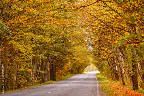 Obraz na płótnie Asphalt road in autumn lane with alder trees tunnel. Beautiful nature landscape. Fall season. Rows of trees lining long empty path. w salonie
