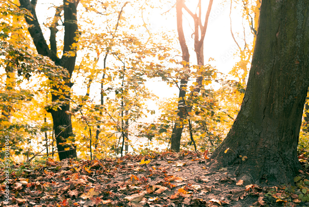 Autumn in the forest. Yellow maple leaves on the ground. Soft light. Morning time in the forest Autumn in the forest. Yellow maple leaves on the ground. Soft light. Morning time in the forest