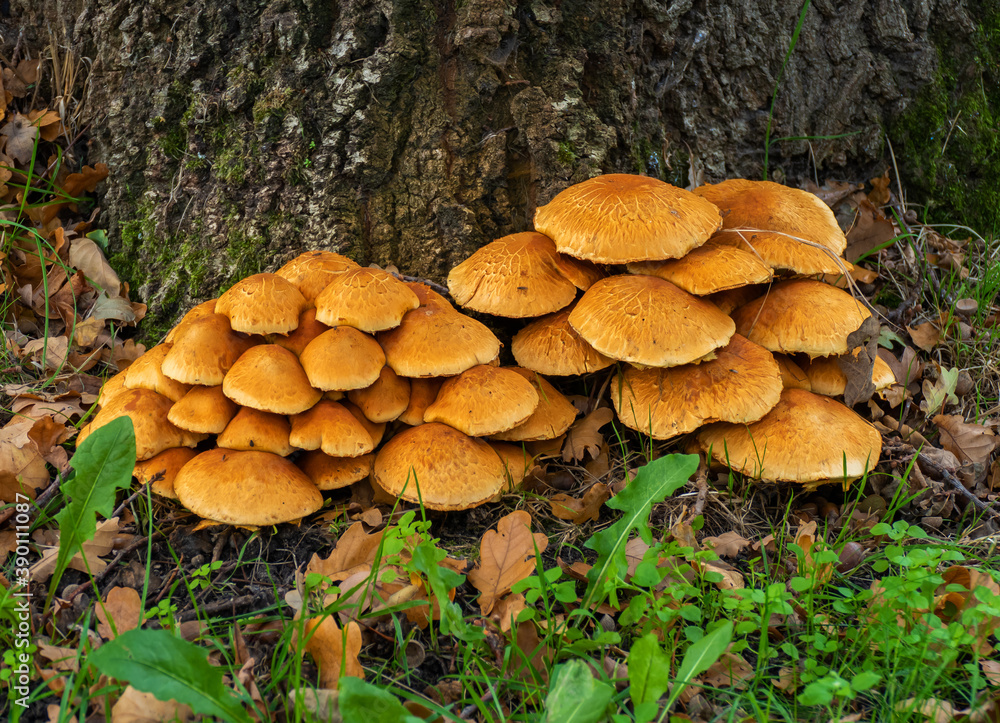 Close up of Laughing Gym fungi (Gymnopilus junonius)
Close up of Laughing Gym fungi (Gymnopilus junonius)