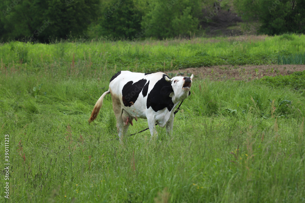 the cow on the green grass stands and growls