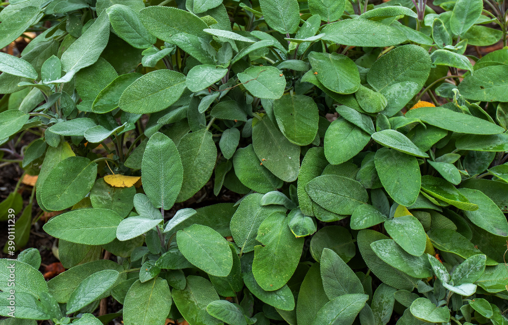 Fototapeta premium Close up of sage growing (Salvia officinalis) 