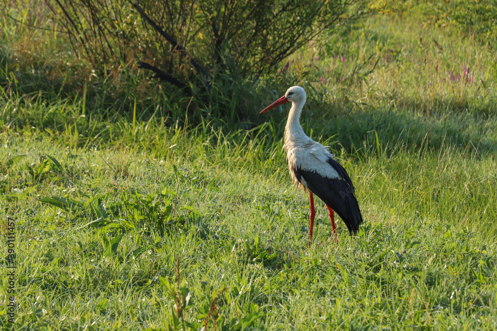 Fototapeta premium European white stork, ciconia, standing in a green meadow