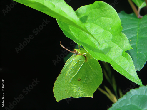 Yellow brimstone (Gonepteryx rhamni) hiding under a green leaf.