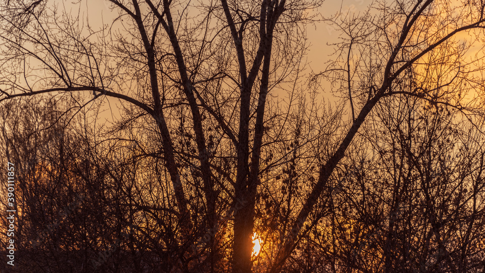 Silhouettes of trees against the background of the sky lit by the setting sun. Silhouettes of trees against the background of the sky lit by the setting sun.