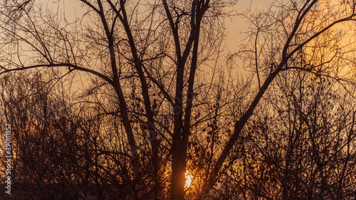 Silhouettes of trees against the background of the sky lit by the setting sun. © Andrey Nikitin