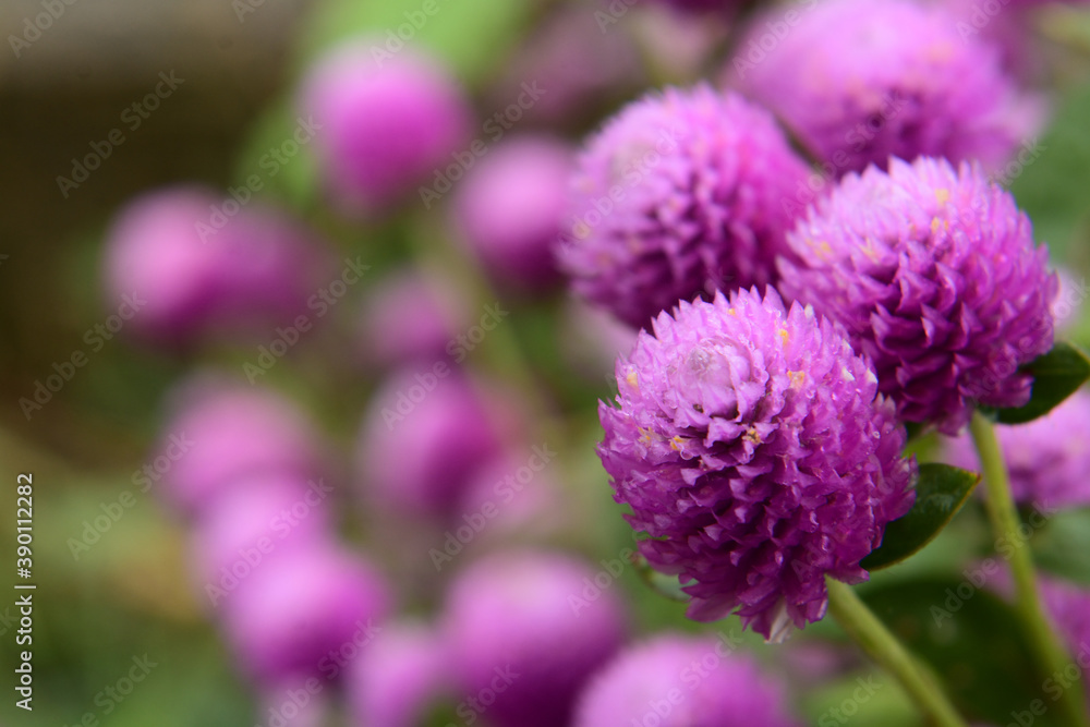 Obraz premium 道端に咲く紫やピンクや紅いのかわいい花のような植物