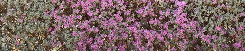 purple decorative shrub flower background