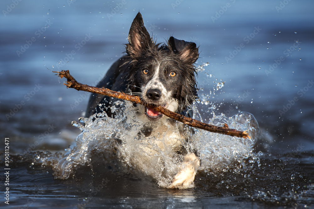 happy border collie dog fetching a stick out of water - obrazy, fototapety, plakaty 
