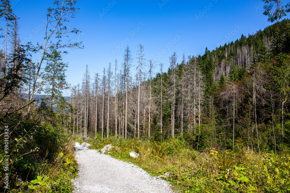 Mountain trail in coniferous forest in Tatra National Park leading to Giewont Mount, dry tree trunks damaged by spruce bark beetle attack. Mountain trail in coniferous forest in Tatra National Park leading to Giewont Mount, dry tree trunks damaged by spruce bark beetle attack.