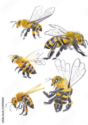 A set of bees in different angles. Watercolor illustration jpg