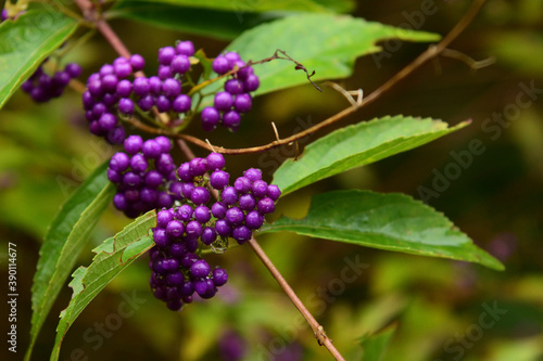 初秋の野原に生えているあざやかな紫の実を持つ植物