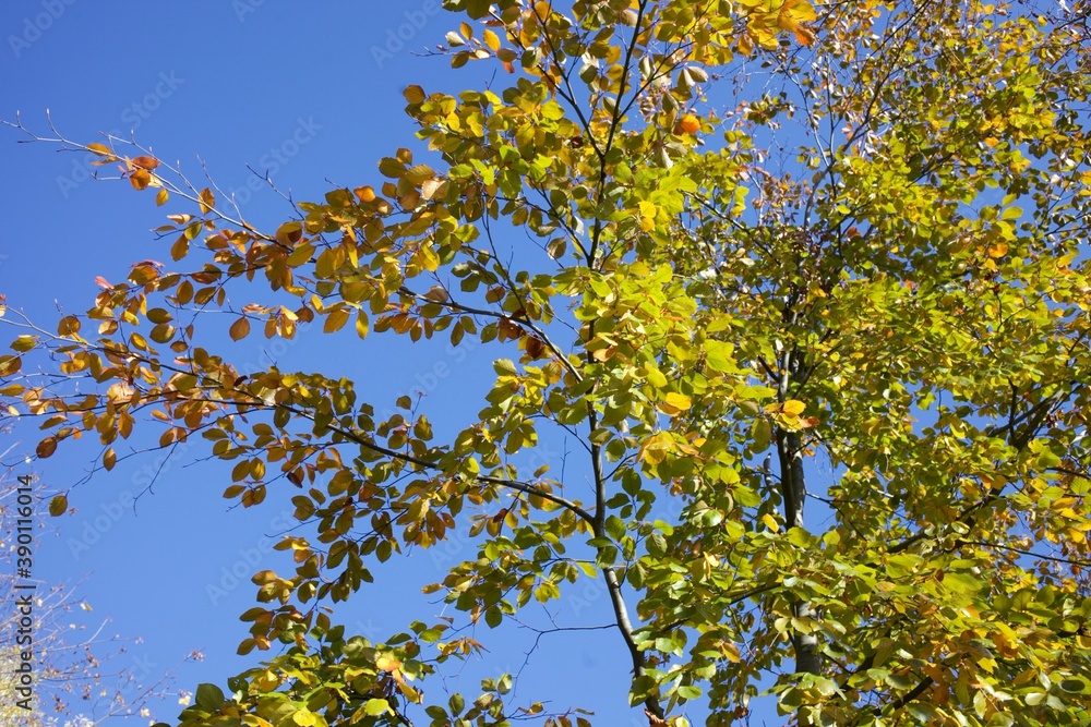 Beautiful autumn foliage on blue sky background Beautiful autumn foliage on blue sky background