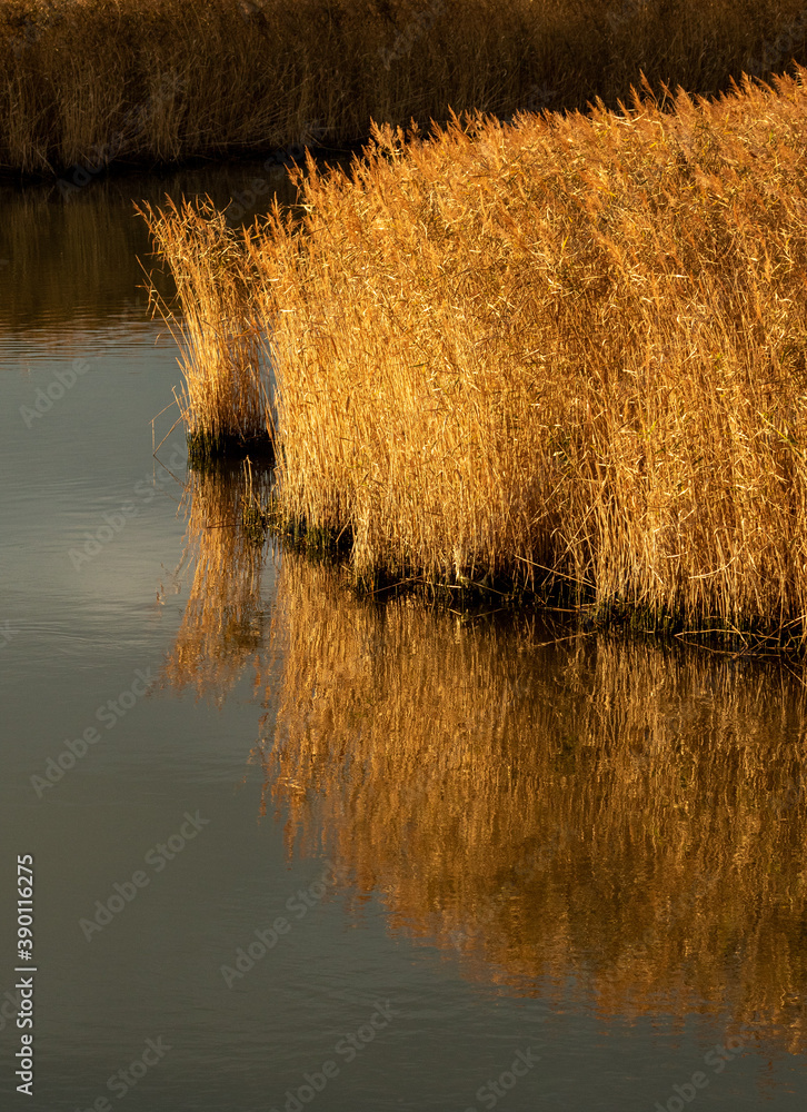 Fototapeta premium Portait of reflected reeds