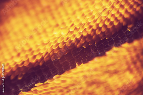 Colorful butterfly wings through a microscope
