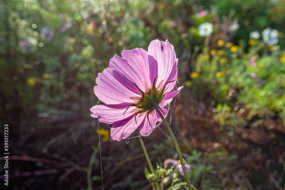 Pink garden cosmos flower in autumnal early morning light. Dewy spider silk threads glisten in the sun's light. Pink garden cosmos flower in autumnal early morning light. Dewy spider silk threads glisten in the sun's light.