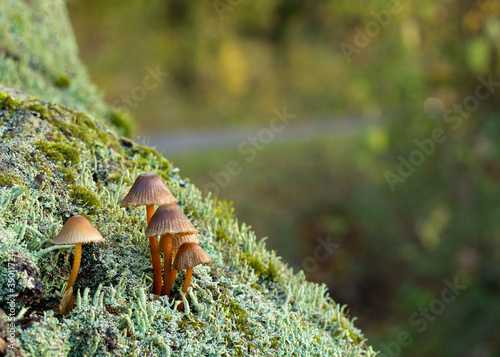 Fungii on a slope