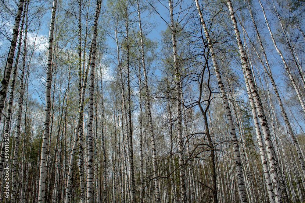 Fototapeta premium Spring and flowers
