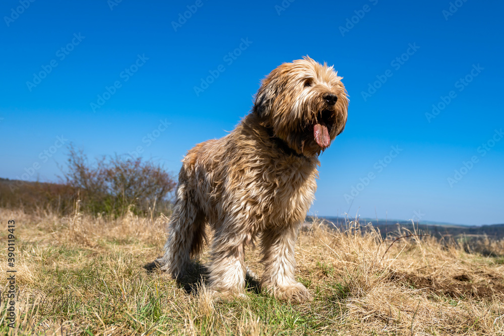 Sheepdog briard with muzzle dirty with clay and grass standing on meadow. Sheepdog briard with muzzle dirty with clay and grass standing on meadow.