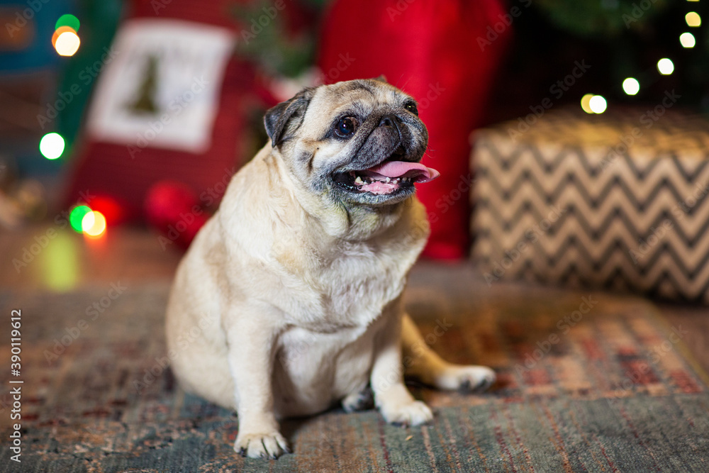 the dog is sitting by the christmas tree