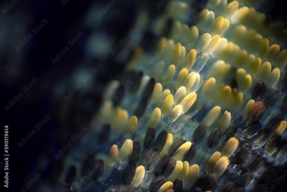 Fototapeta premium Colorful butterfly wings through a microscope