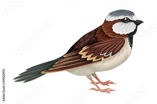 Sparrow as Warm-blooded Vertebrates or Aves Vector Illustration