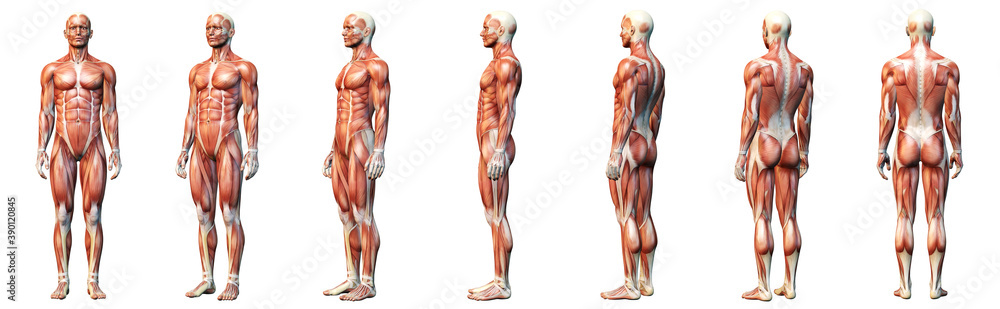 Muscle system of a man, medically 3D illustration Muscle system of a man, medically 3D illustration
