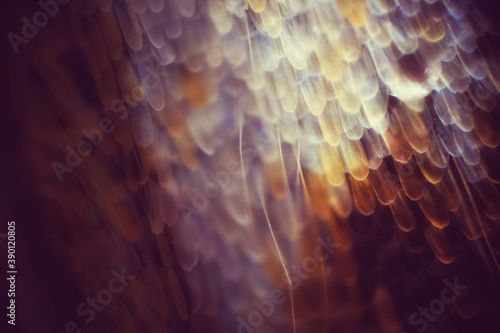 Colorful butterfly wings through a microscope