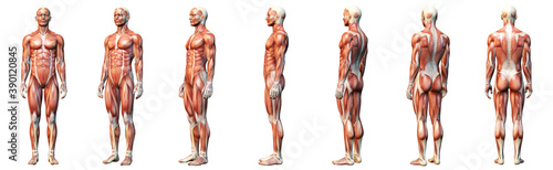 Fotografia Muscle system of a man, medically 3D illustration