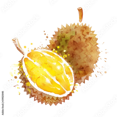 Watercolor vector illustration of durian