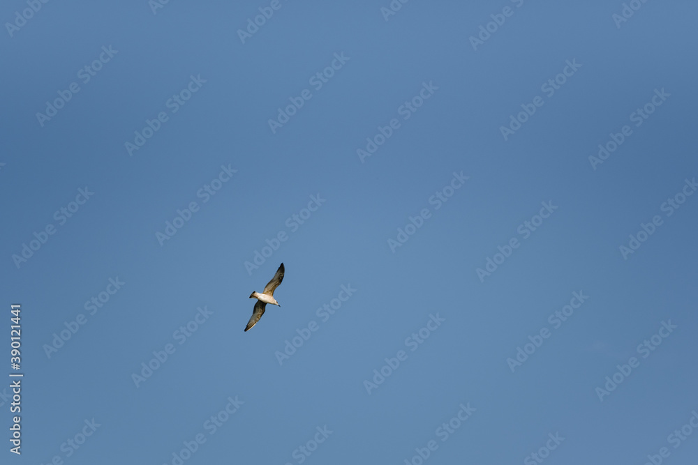 Sea gull in flight on a blue sky Sea gull in flight on a blue sky