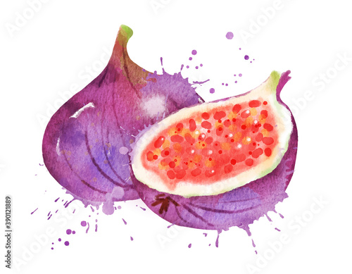 Watercolor vector illustration of figs