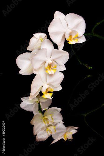 white orchid flowers with reflection on dark background