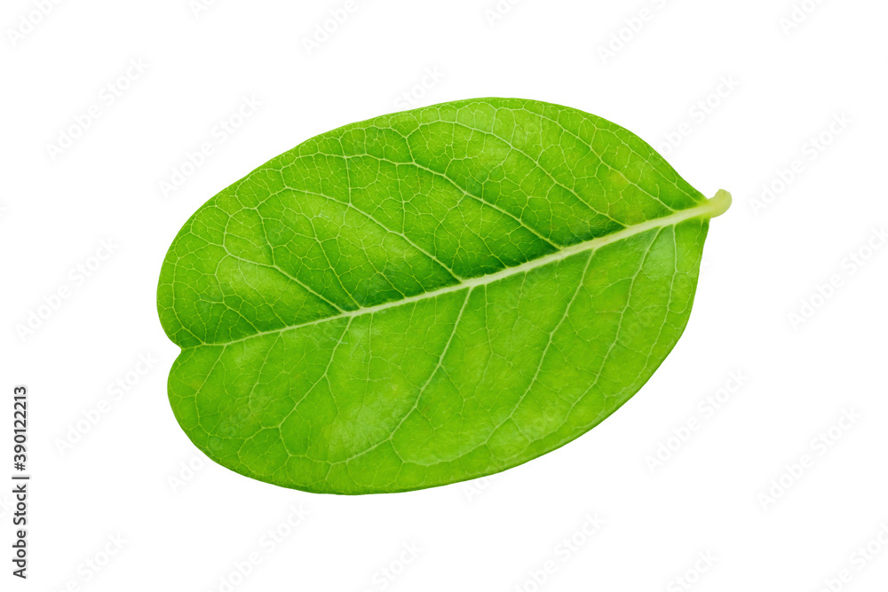 Obraz premium Green leaf on white background