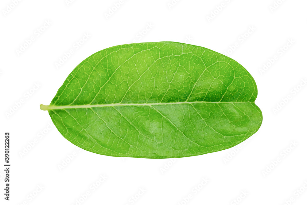 Obraz premium Green leaf on white background